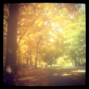 Breathtaking fall foliage in Cheltenham, PA