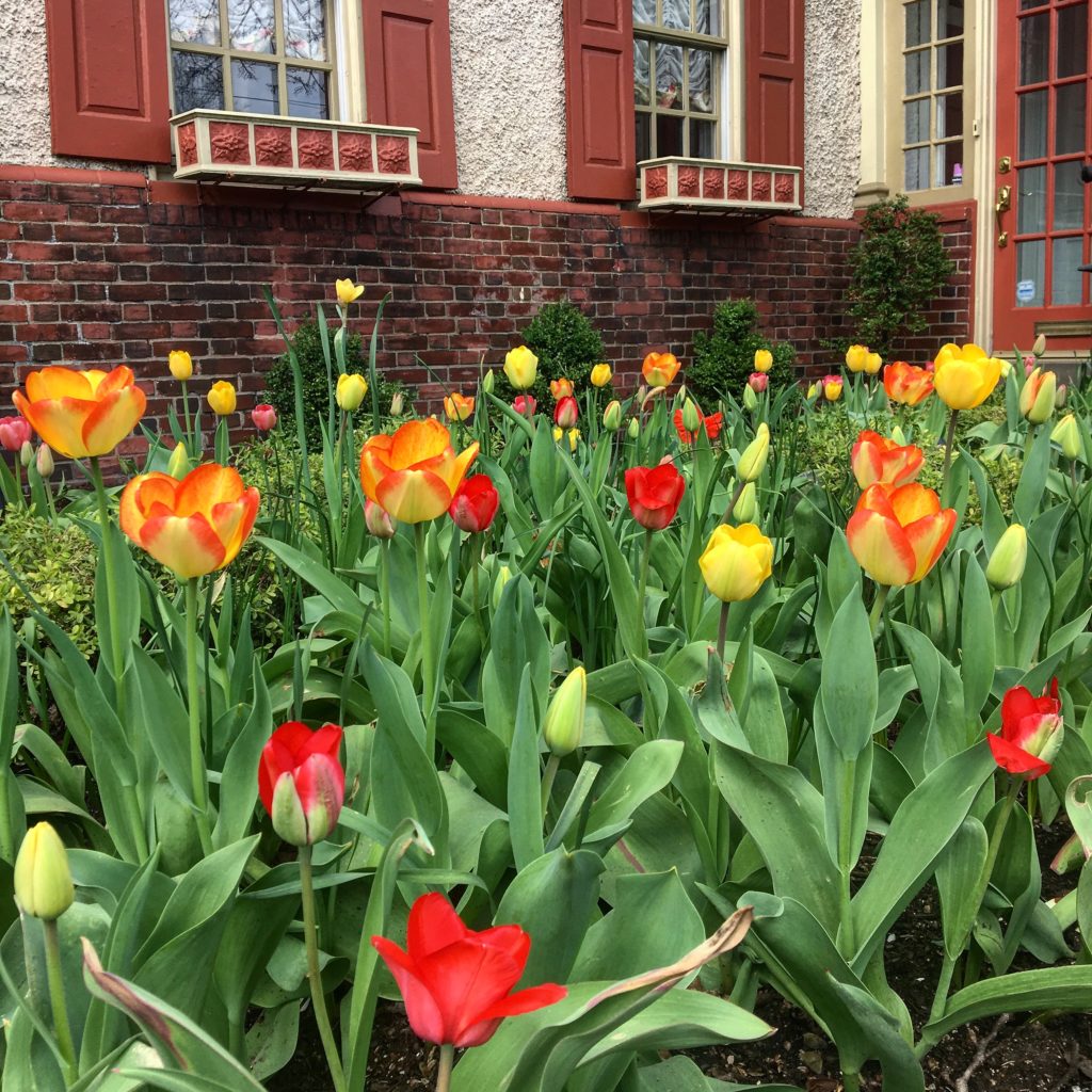 Top 5 Philadelphia Neighborhoods Includes Chestnut Hill - Robertson's  Flowers